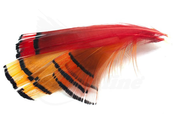 Hand Selected Golden Neck Pheasant Feathers Medium
