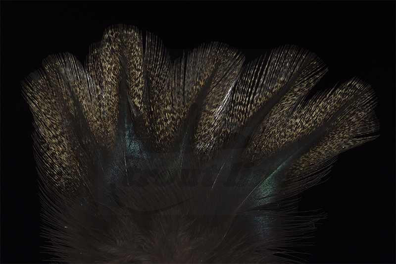 Coq de Leon Pardo Rihnon Feathers