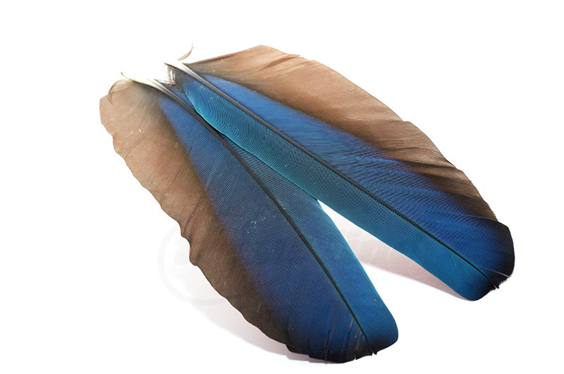Troutline Macaw Feathers Pair Married -Red-Blue