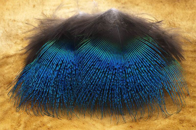 華麗 Peacock Blue Neck Feather ピーコック ブルーネック EX learnrealjapanese.com