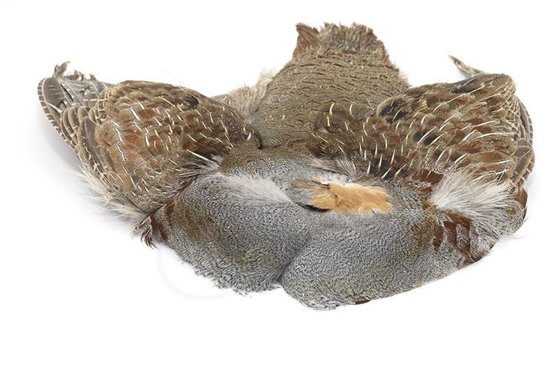 Premium Partridge Complete Skin