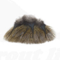 Coq de Leon Pardo Rihnon Feathers