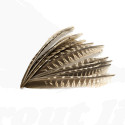 Troutline Pheasant Primary Wing Feathers Set