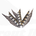 Troutline Venery Pheasant Tail Side Feathers Segments -natural