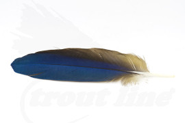 Macaw Body Feather 15-25cm