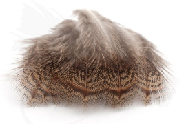 Selected brown back Partridge feathers