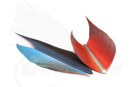 Troutline Macaw Side Tail Section Blue-Red Color