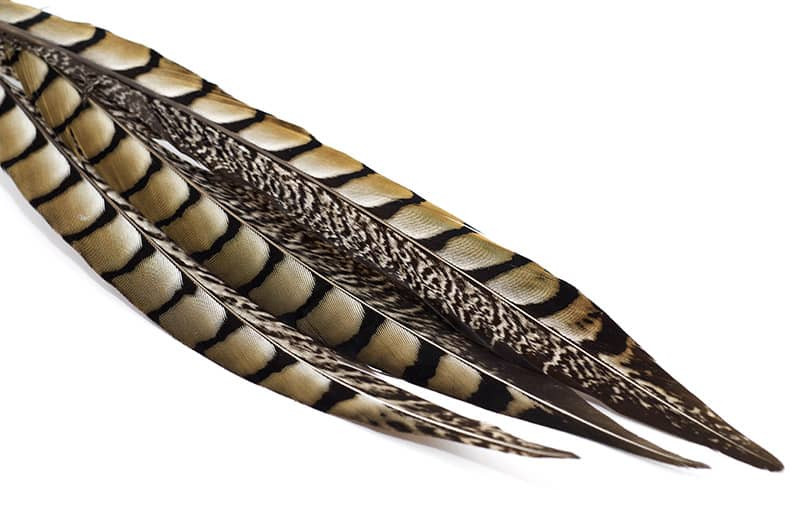 FEATHERS cockerel pheasant gold side 