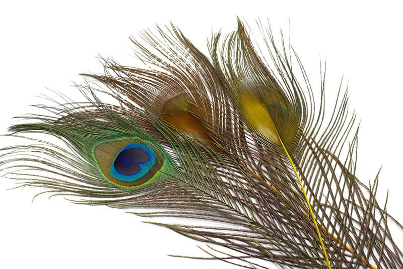 Turkey Marabou Fly Tying Feathers Huge Colour Range Available Large Bag, 