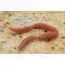 Prime Tournament Linked Worms 25mm 32pcs/pack -ox blood