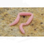 Prime Tournament Linked Worms 25mm 32pcs/pack -pink