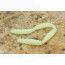 Prime Tournament Linked Worms 25mm 32pcs/pack -ultra green