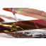 Troutline Atomic Backs for Nymphs-dark brown