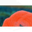 Antron Yarn-fluo orange