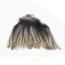Coq de Leon Pardo Rihnon Feathers-langareto de verano