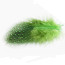 Guinea Fowl Feathers-green
