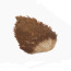 Indian Hen Saddle -brown