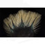 Coq de Leon Pardo Rihnon Feathers-pardo flor de escoba sin penca