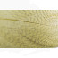 Mallard Barred Feathers-olive