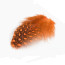 Guinea Fowl Feathers-orange