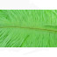Ostrich Feathers 6-8" -chartreuse