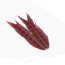 Troutline Ring-neck Pheasant Tail Feathers Segments -red