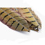 Premium Ring-Neck Pheasant Center Tail 22-24' Feathers-natural
