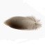 Troutline Mallard Bronze Feathers-L