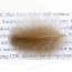 Troutline Size Selected CDC Feathers 3-4cm -natural brown