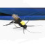Troutline Patagonia Black Foam Cricket Fly -#10
