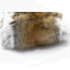 Troutline Eastern Grey Squirrel Skin Tanned -SM1