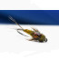 Troutline Tactical Olive Stone Clinger Mayfly Nymph -#14