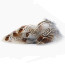 Troutline Selected Partridge feathers for Tenkara-natural