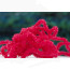Wormie chenille -deep red