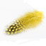 Guinea Fowl Feathers-yellow