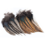 feathers of Coq de Leon Pardo