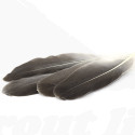 Troutline Selected Grey Goose Wing Pairs Herl Feathers
